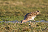 Image. Eurasian Curlew