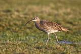 Image. Eurasian Curlew
