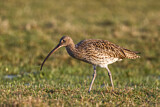 Image. Eurasian Curlew