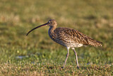 Image. Eurasian Curlew