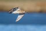 Image. Eurasian Curlew