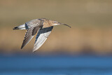 Image. Eurasian Curlew