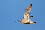 Image. Eurasian Curlew
