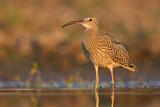 Image. Eurasian Curlew