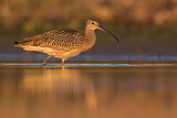 Image. Eurasian Curlew