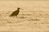 Image. Eurasian Curlew