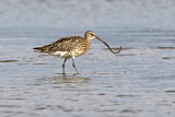 Image. Eurasian Curlew