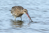 Image. Eurasian Curlew