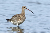 Image. Eurasian Curlew