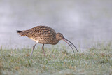 Image. Eurasian Curlew