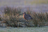 Image. Eurasian Curlew