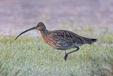 Image. Eurasian Curlew