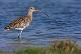 Image. Eurasian Curlew