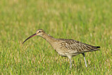 Image. Eurasian Curlew