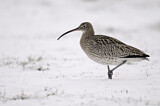 Image. Eurasian Curlew