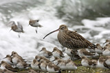 Image. Eurasian Curlew