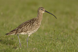 Image. Eurasian Curlew