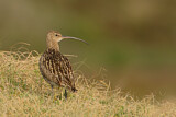 Image. Eurasian Curlew