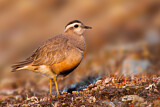 Image. Eurasian Dotterel