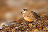 Image. Eurasian Dotterel