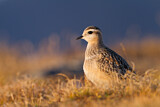 Image. Eurasian Dotterel