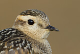 Image. Eurasian Dotterel