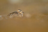 Image. Eurasian Dotterel