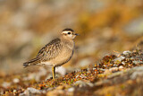 Image. Eurasian Dotterel