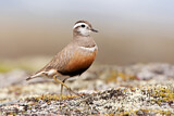 Image. Eurasian Dotterel