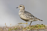 Image. Eurasian Dotterel