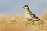 Image. Eurasian Dotterel