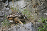 Image. Eurasian Eagle-Owl