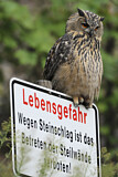 Image. Eurasian Eagle-Owl