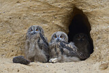 Image. Eurasian Eagle-Owl