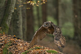 Image. Eurasian Eagle-Owl