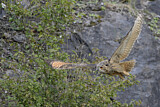 Image. Eurasian Eagle-Owl