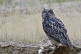 Image. Eurasian Eagle-Owl