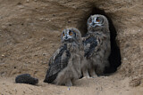 Image. Eurasian Eagle-Owl