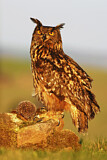 Image. Eurasian Eagle-Owl