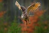 Image. Eurasian Eagle-Owl