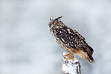 Image. Eurasian Eagle-Owl