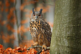Image. Eurasian Eagle-Owl