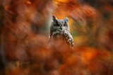 Image. Eurasian Eagle-Owl