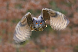 Image. Eurasian Eagle-Owl