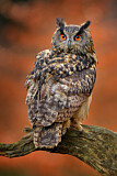 Image. Eurasian Eagle-Owl