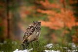 Image. Eurasian Eagle-Owl