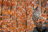 Image. Eurasian Eagle-Owl