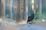 Image. Eurasian Eagle-Owl