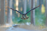 Image. Eurasian Eagle-Owl