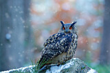 Image. Eurasian Eagle-Owl